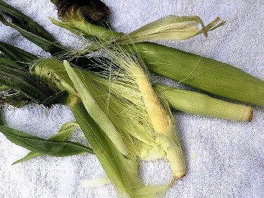 Baby Corn Still in Husks